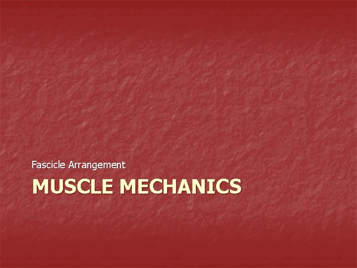 Fascicle Arrangement MUSCLE MECHANICS 
