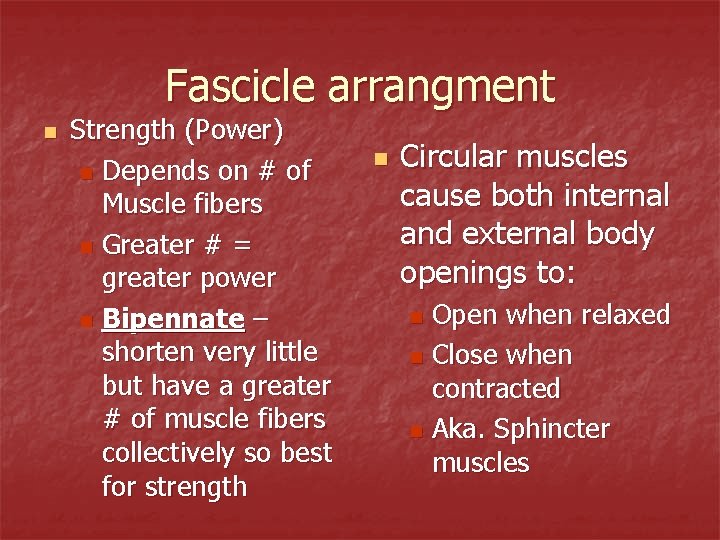 Fascicle arrangment n Strength (Power) n Depends on # of Muscle fibers n Greater