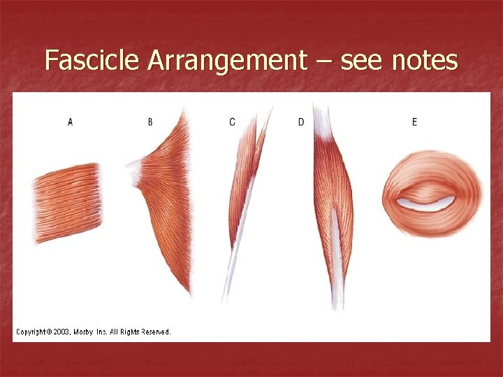 Fascicle Arrangement – see notes 