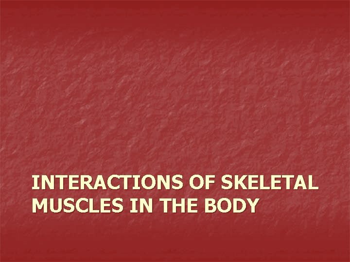 INTERACTIONS OF SKELETAL MUSCLES IN THE BODY 
