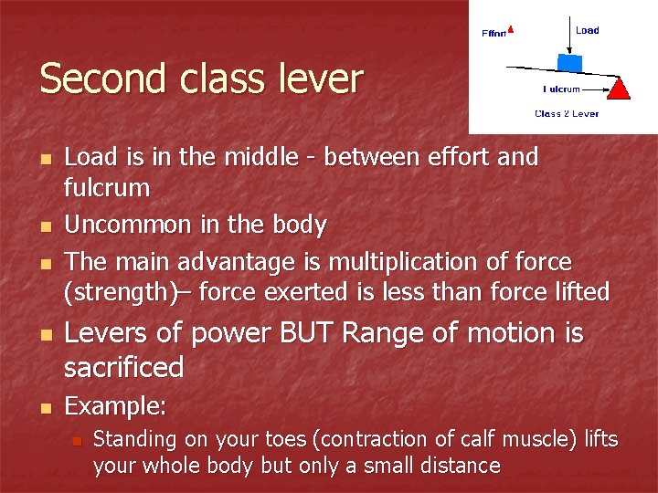 Second class lever n n n Load is in the middle - between effort