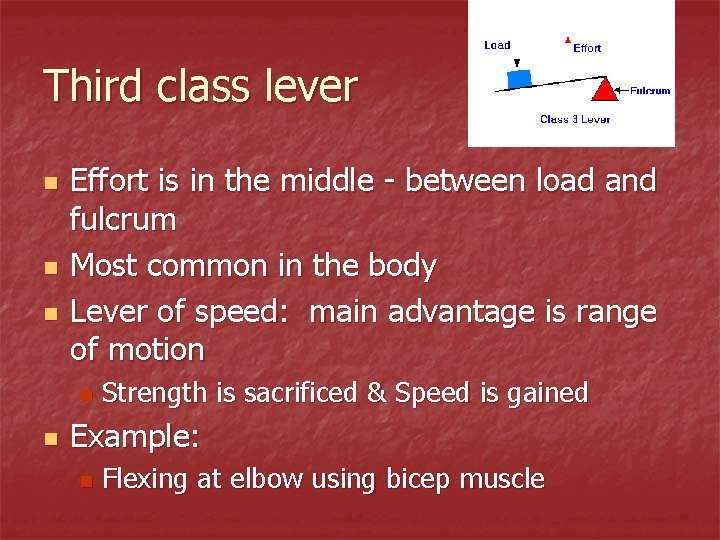 Third class lever n n n Effort is in the middle - between load