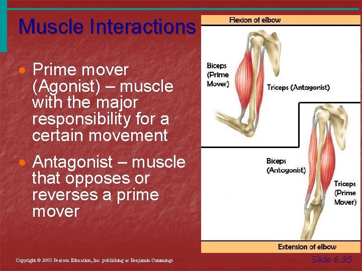 Muscle Interactions · Prime mover (Agonist) – muscle with the major responsibility for a