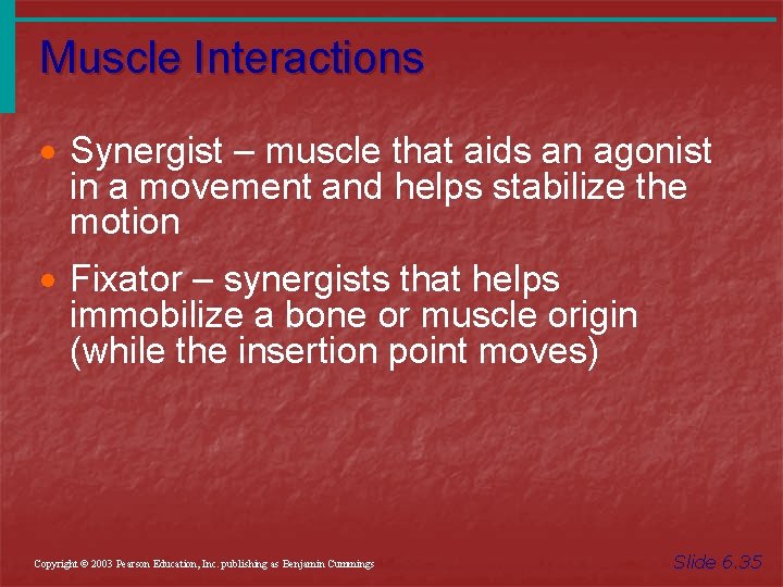 Muscle Interactions · Synergist – muscle that aids an agonist in a movement and