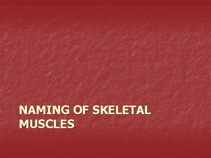 NAMING OF SKELETAL MUSCLES 