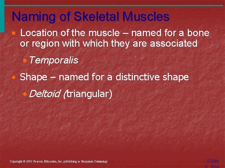 Naming of Skeletal Muscles · Location of the muscle – named for a bone