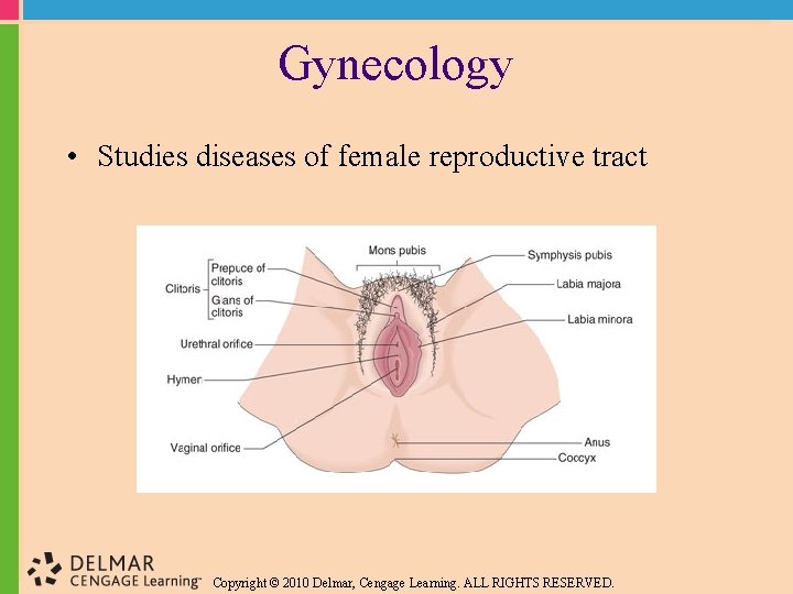 Gynecology • Studies diseases of female reproductive tract Copyright © 2010 Delmar, Cengage Learning.