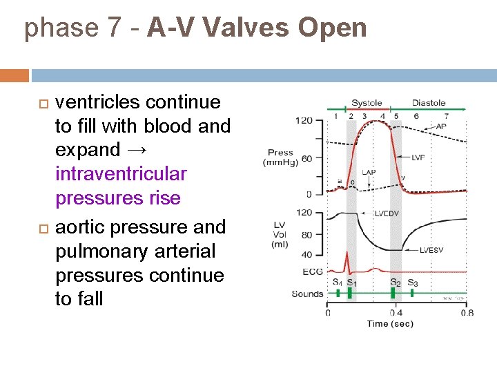 phase 7 - A-V Valves Open ventricles continue to fill with blood and expand