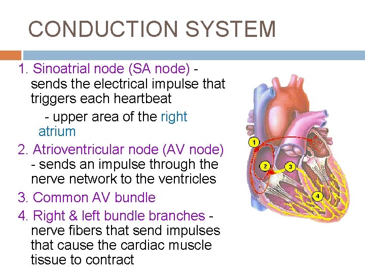 CONDUCTION SYSTEM 1. Sinoatrial node (SA node) sends the electrical impulse that triggers each