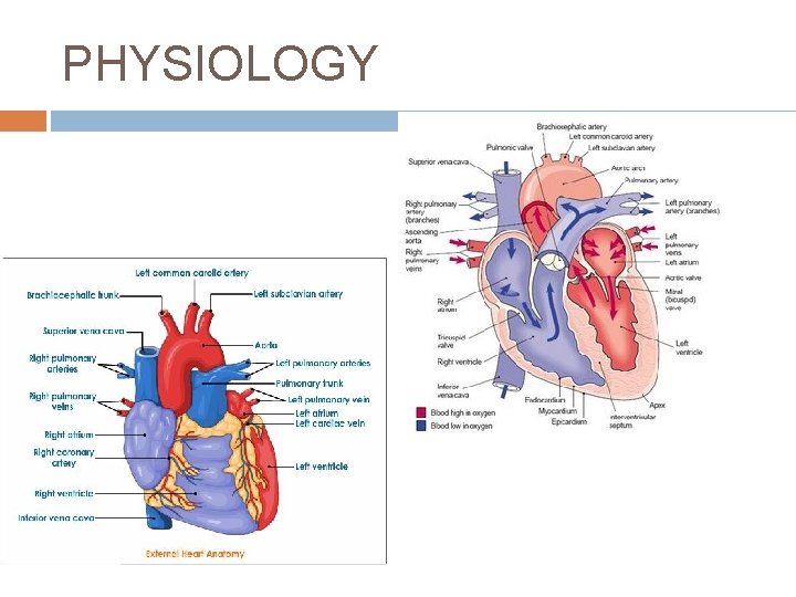 PHYSIOLOGY 