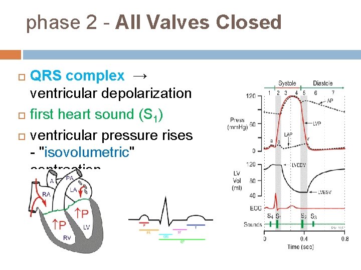 phase 2 - All Valves Closed QRS complex → ventricular depolarization first heart sound