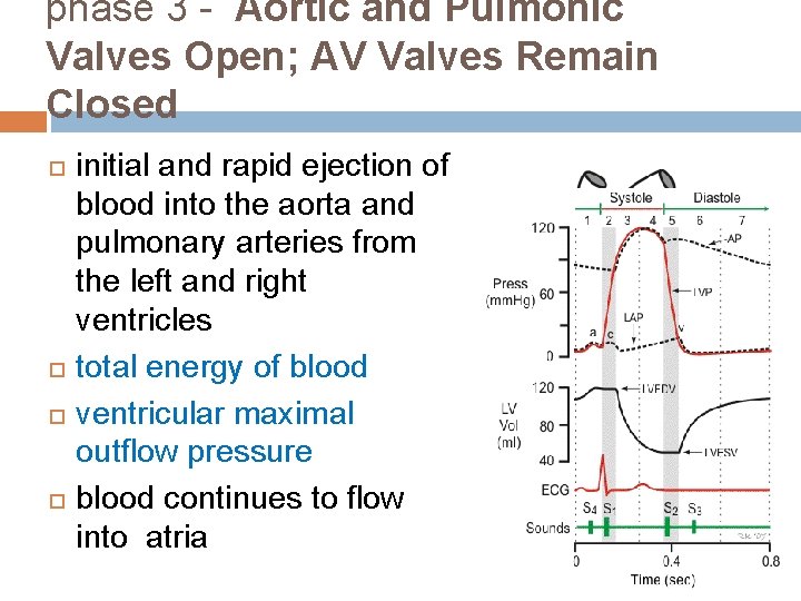 phase 3 - Aortic and Pulmonic Valves Open; AV Valves Remain Closed initial and