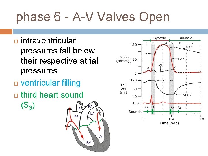 phase 6 - A-V Valves Open intraventricular pressures fall below their respective atrial pressures