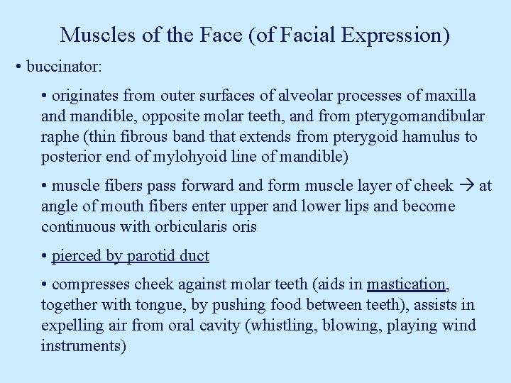 Muscles of the Face (of Facial Expression) • buccinator: • originates from outer surfaces