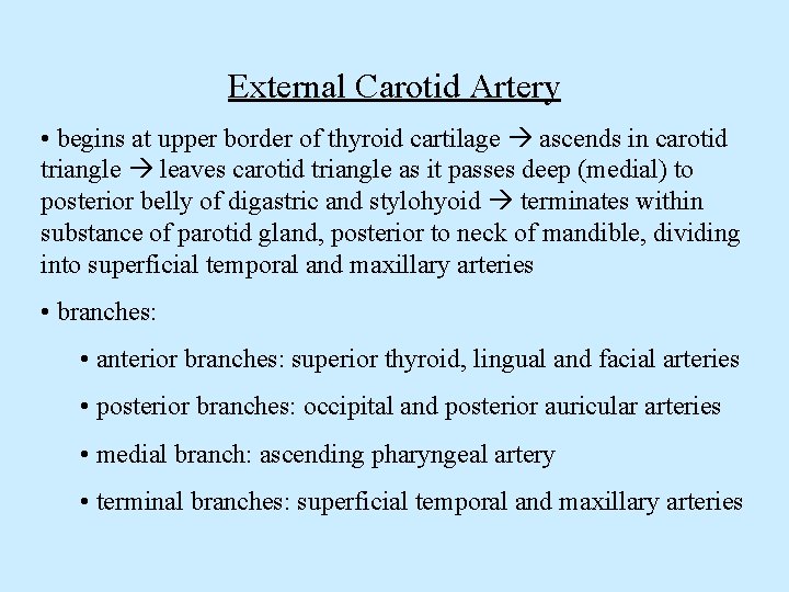 External Carotid Artery • begins at upper border of thyroid cartilage ascends in carotid
