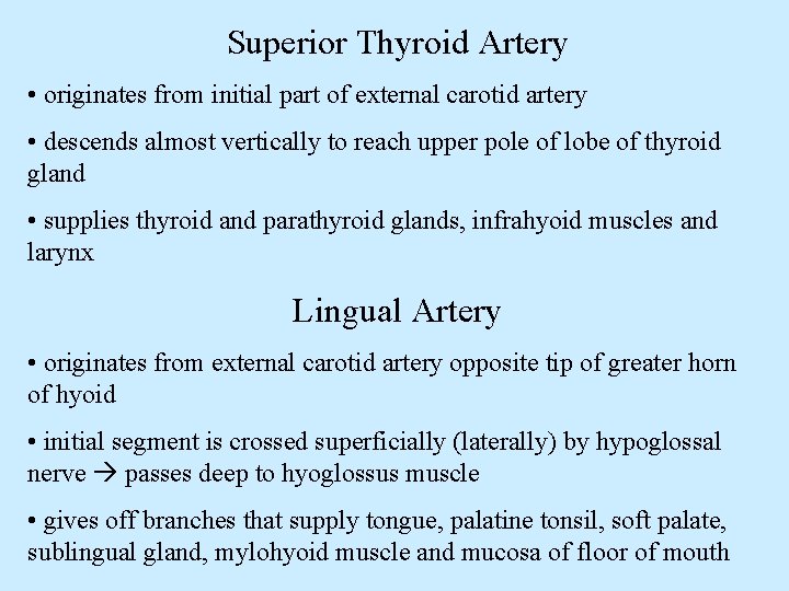 Superior Thyroid Artery • originates from initial part of external carotid artery • descends