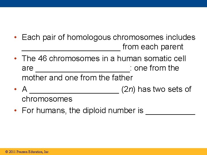  • Each pair of homologous chromosomes includes ___________ from each parent • The