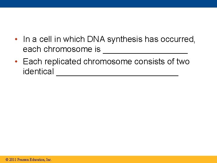  • In a cell in which DNA synthesis has occurred, each chromosome is