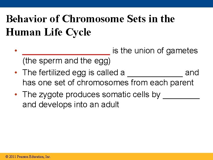 Behavior of Chromosome Sets in the Human Life Cycle • __________ is the union