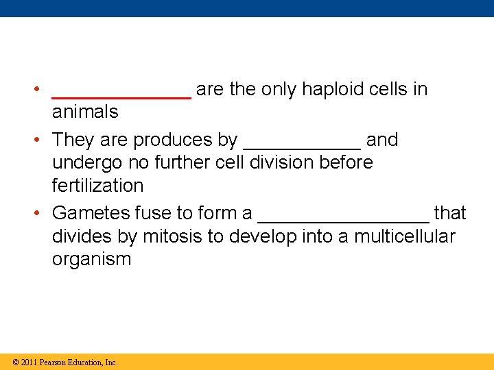  • _______ are the only haploid cells in animals • They are produces