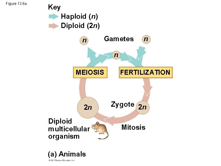 Figure 13. 6 a Key Haploid (n) Diploid (2 n) n Gametes n n