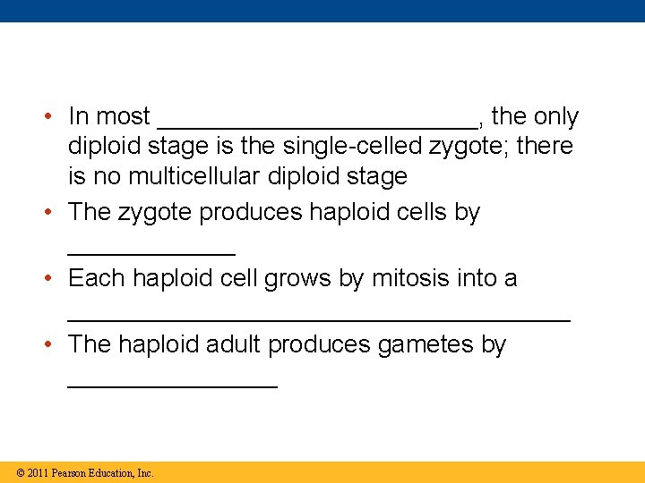  • In most ____________, the only diploid stage is the single-celled zygote; there