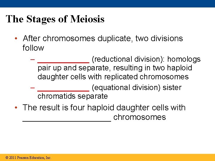 The Stages of Meiosis • After chromosomes duplicate, two divisions follow – ______ (reductional