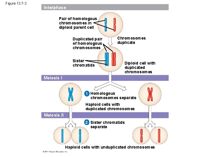 Figure 13. 7 -3 Interphase Pair of homologous chromosomes in diploid parent cell Duplicated