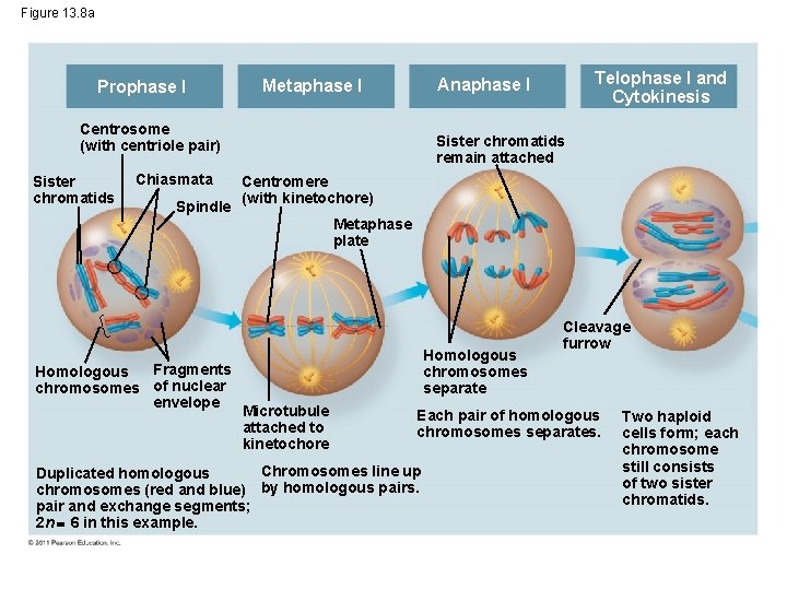 Figure 13. 8 a Prophase I Centrosome (with centriole pair) Sister chromatids Chiasmata Spindle