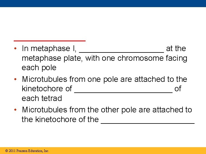 ________ • In metaphase I, __________ at the metaphase plate, with one chromosome facing