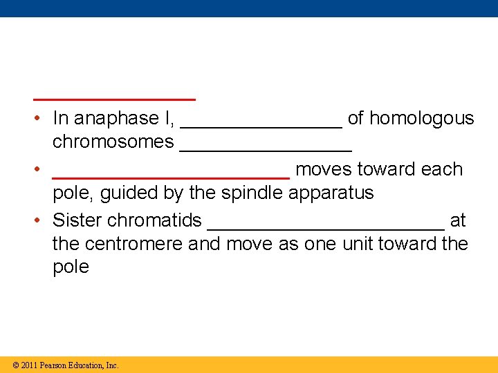 ________ • In anaphase I, ________ of homologous chromosomes ________ • ___________ moves toward