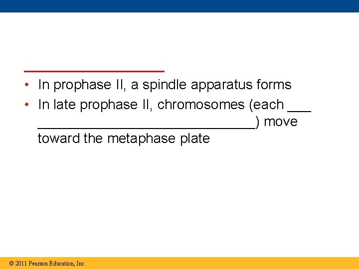 _________ • In prophase II, a spindle apparatus forms • In late prophase II,