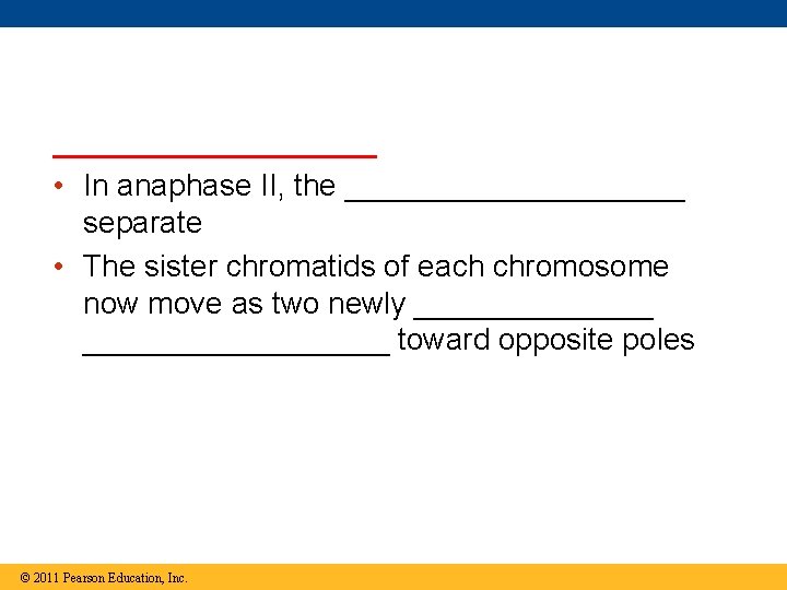 __________ • In anaphase II, the __________ separate • The sister chromatids of each