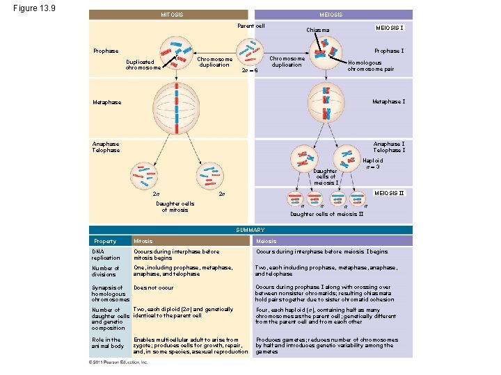 Figure 13. 9 MITOSIS MEIOSIS Parent cell MEIOSIS I Chiasma Prophase I Duplicated chromosome