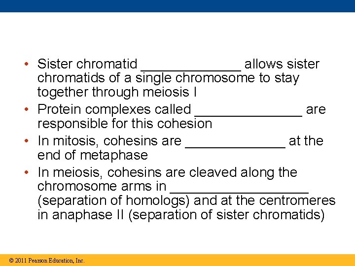  • Sister chromatid _______ allows sister chromatids of a single chromosome to stay