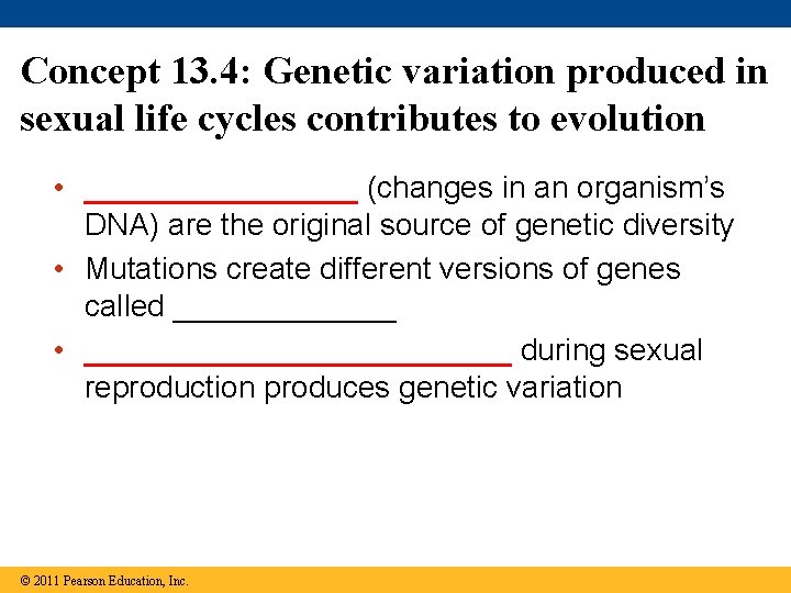 Concept 13. 4: Genetic variation produced in sexual life cycles contributes to evolution •