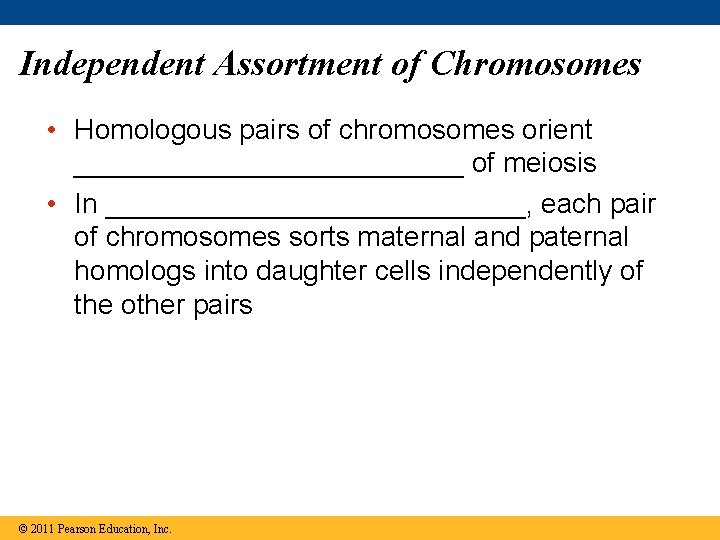 Independent Assortment of Chromosomes • Homologous pairs of chromosomes orient _____________ of meiosis •