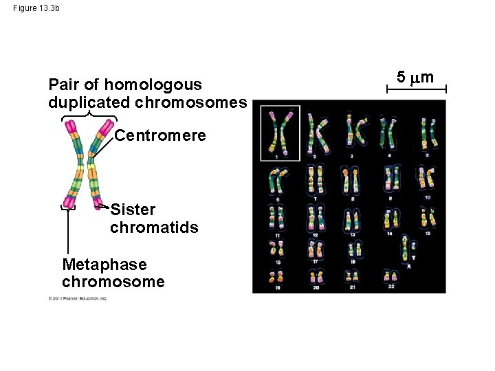 Figure 13. 3 b Pair of homologous duplicated chromosomes Centromere Sister chromatids Metaphase chromosome