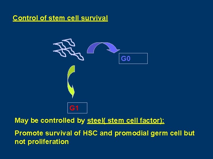 Control of stem cell survival G 0 G 1 May be controlled by steel(