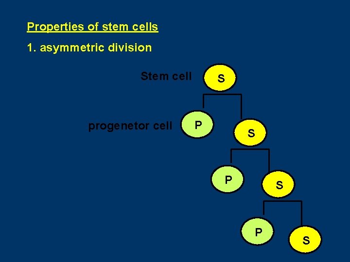 Properties of stem cells 1. asymmetric division Stem cell progenetor cell S P S