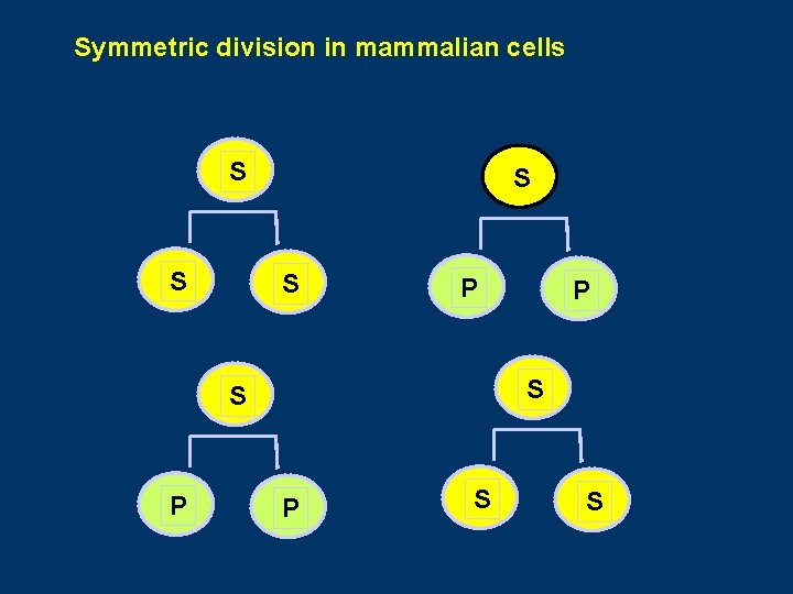 Symmetric division in mammalian cells S S P P P S S 