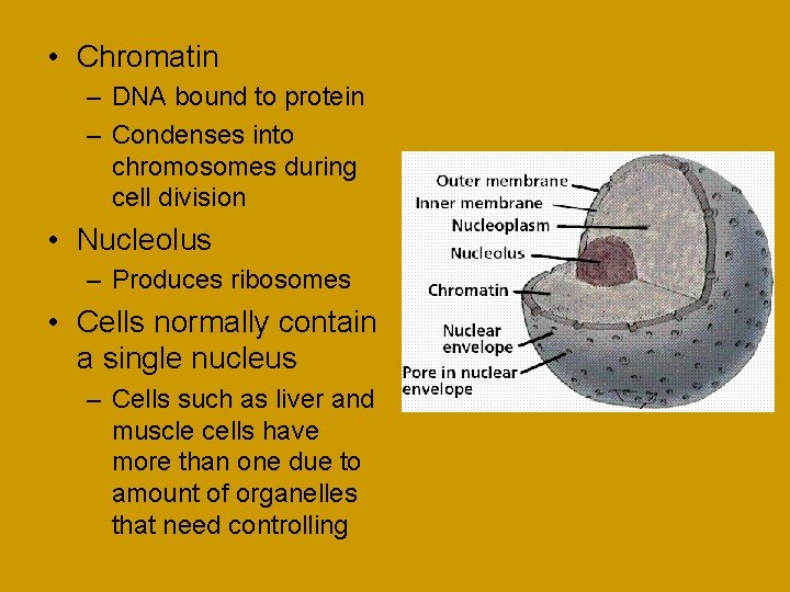  • Chromatin – DNA bound to protein – Condenses into chromosomes during cell