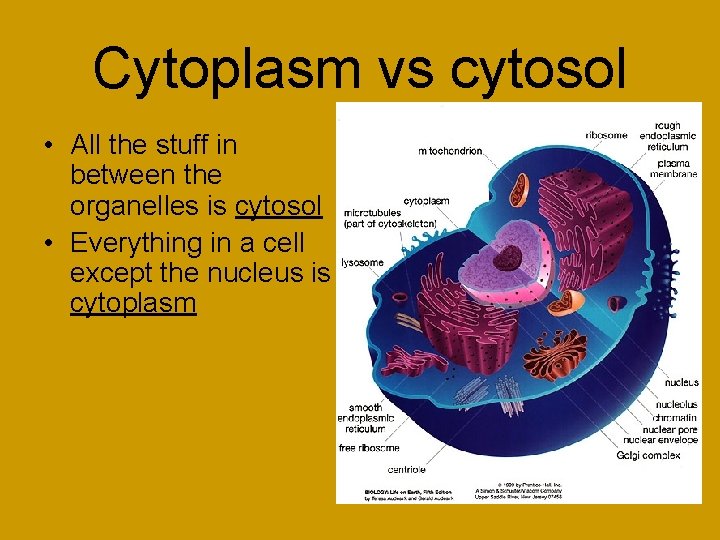 Cytoplasm vs cytosol • All the stuff in between the organelles is cytosol •