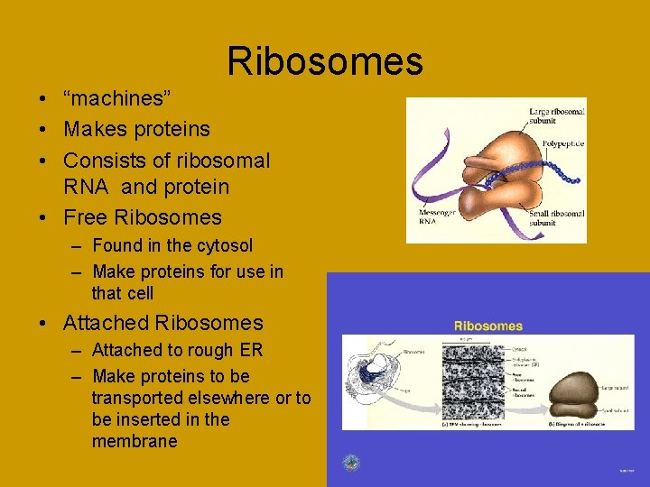 Ribosomes • “machines” • Makes proteins • Consists of ribosomal RNA and protein •
