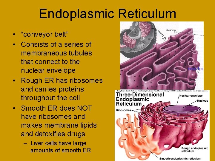 Endoplasmic Reticulum • “conveyor belt” • Consists of a series of membraneous tubules that