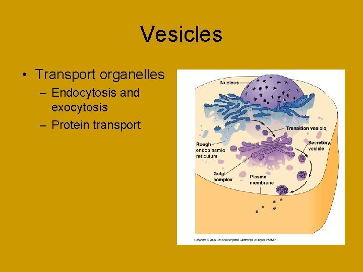 Vesicles • Transport organelles – Endocytosis and exocytosis – Protein transport 