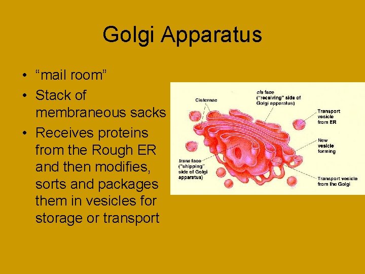 Golgi Apparatus • “mail room” • Stack of membraneous sacks • Receives proteins from