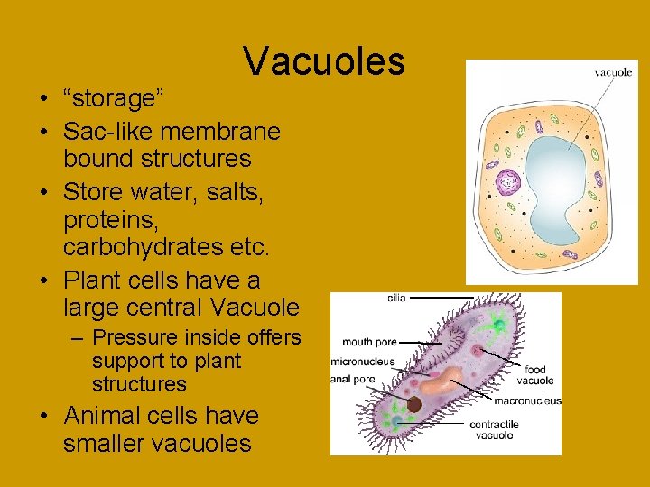 Vacuoles • “storage” • Sac-like membrane bound structures • Store water, salts, proteins, carbohydrates
