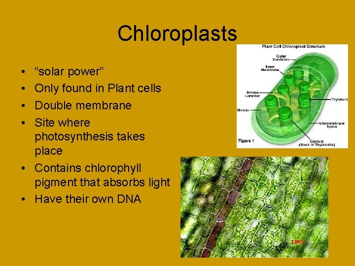 Chloroplasts • • “solar power” Only found in Plant cells Double membrane Site where