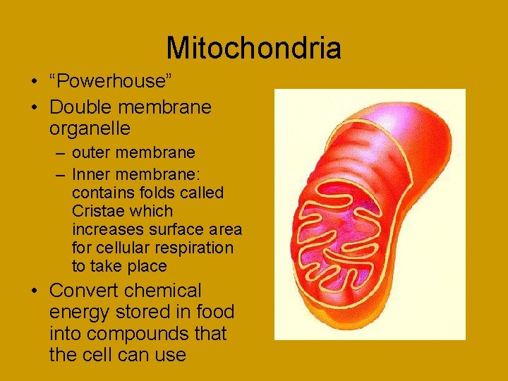 Mitochondria • “Powerhouse” • Double membrane organelle – outer membrane – Inner membrane: contains